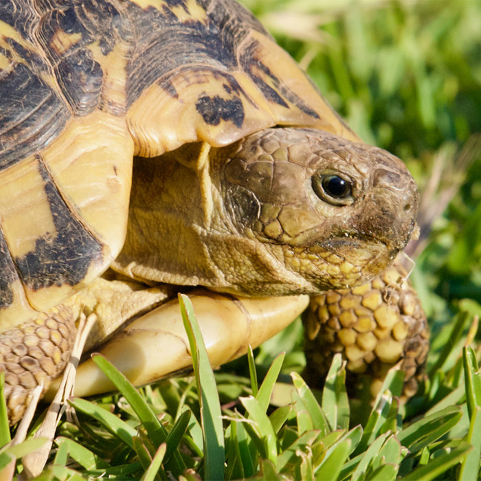 male-kroczki-zajecia-z-zolwikiem